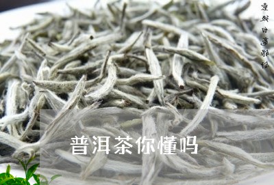 普洱茶你懂吗/2023082636361