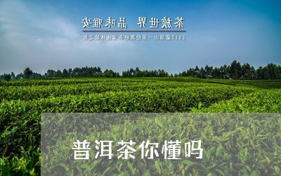 普洱茶你懂吗/2023110315959