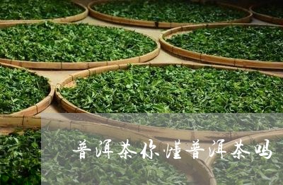 普洱茶你懂普洱茶吗/2023091513936