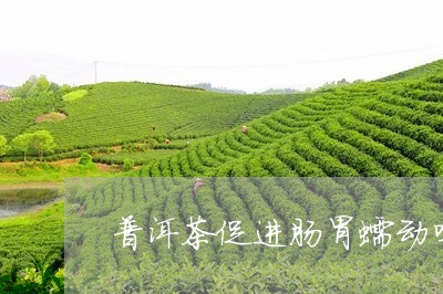 普洱茶促进肠胃蠕动吗/2023080332736