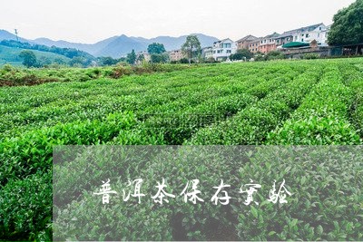 普洱茶保存实验/2023121610304