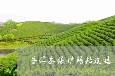 普洱茶保护肠粘膜吗/2023120481615