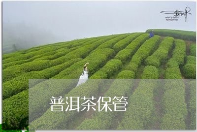 普洱茶保管/2023090693826