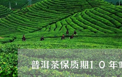 普洱茶保质期10年吗为什么/2023082962038