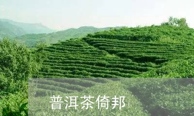 普洱茶倚邦/2023090679505