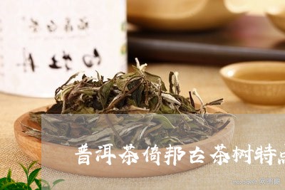 普洱茶倚邦古茶树特点/2023093010804