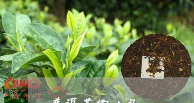 普洱茶假山头/2023082631526