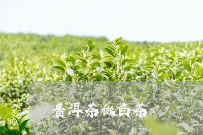 普洱茶做白茶/2023042837567