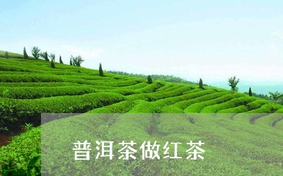 普洱茶做红茶/2023042980884