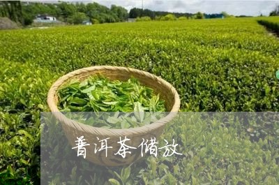 普洱茶储放/2023090556148