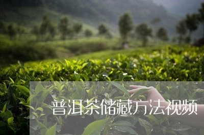 普洱茶储藏方法视频/2023110633825