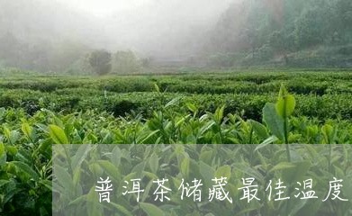 普洱茶储藏最佳温度和湿度是多少/2023060218474