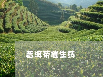 普洱茶催生药/2023042639245