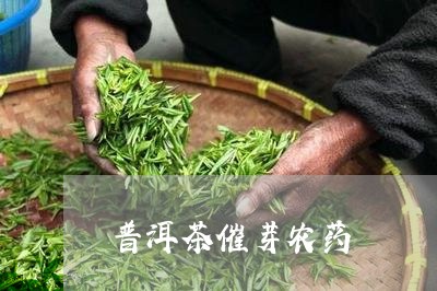 普洱茶催芽农药/2023070926471