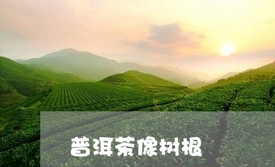 普洱茶像树根/2023042793628