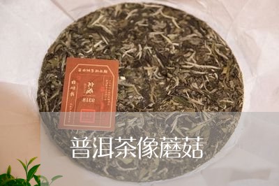 普洱茶像蘑菇/2023042758147