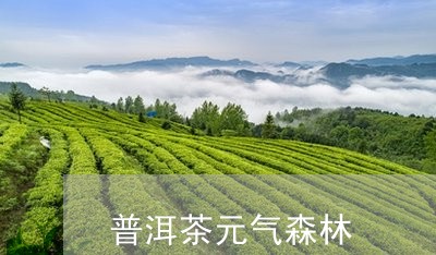 普洱茶元气森林/2023102669581