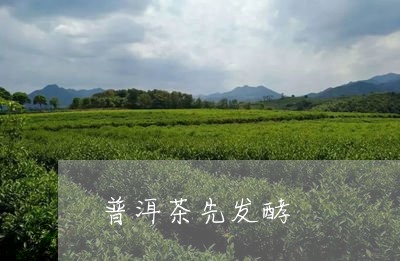 普洱茶先发酵/2023042867146