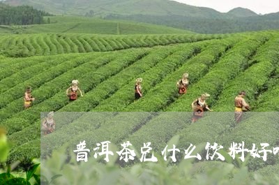 普洱茶兑什么饮料好喝点/2023082983836