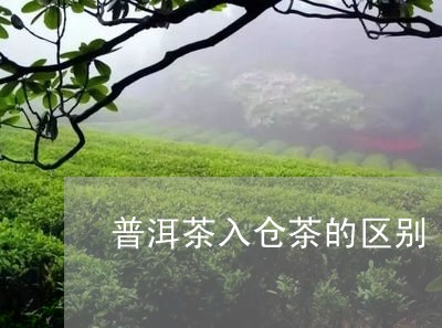 普洱茶入仓茶的区别/2023070906370