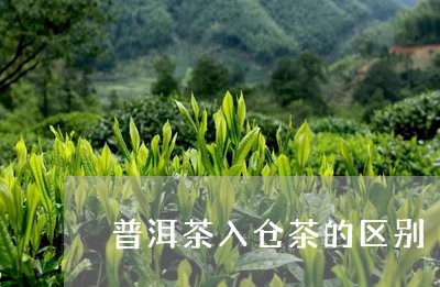 普洱茶入仓茶的区别/2023091469492