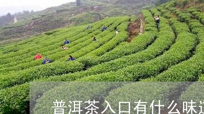 普洱茶入口有什么味道/2023100856936