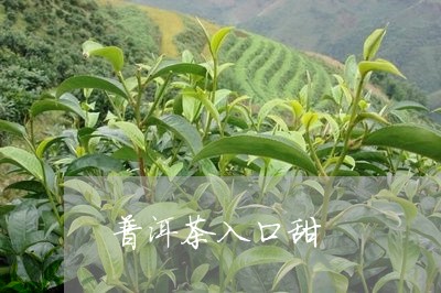 普洱茶入口甜/2023042710615