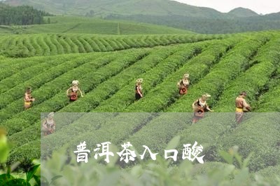 普洱茶入口酸/2023042879033