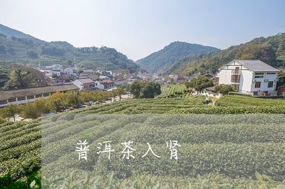 普洱茶入肾/2023102593926