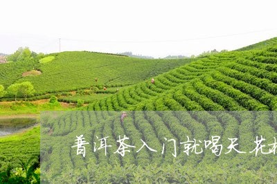 普洱茶入门就喝天花板/2023062137370