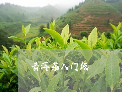 普洱茶入门级/2023042949527