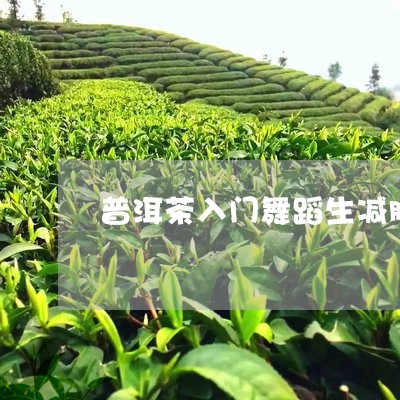 普洱茶入门舞蹈生减肥/2023080241693