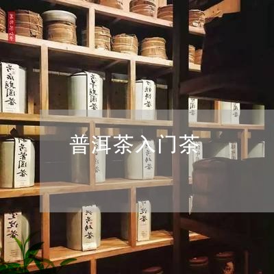 普洱茶入门茶/2023042885501