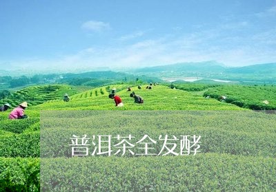 普洱茶全发酵/2023042947041