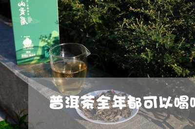 普洱茶全年都可以喝吗/2023062058572