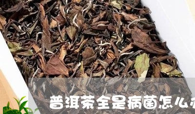 普洱茶全是病菌怎么办/2023101792835