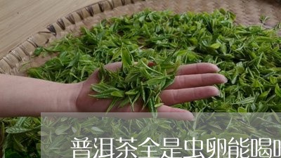 普洱茶全是虫卵能喝吗/2023072437470