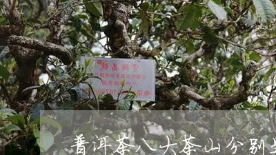 普洱茶八大茶山分别是哪几个/2023121638170