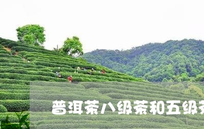 普洱茶八级茶和五级茶/2023062246149