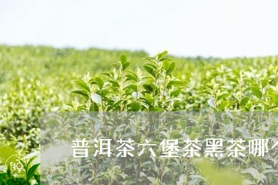 普洱茶六堡茶黑茶哪个好喝/2023110296373