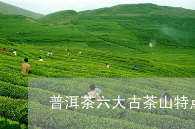 普洱茶六大古茶山特点/2023061642749