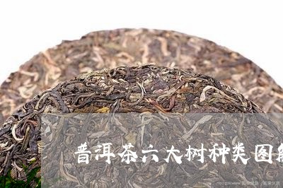 普洱茶六大树种类图解/2023082943814