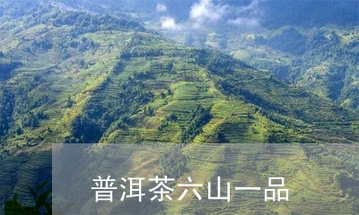 普洱茶六山一品/2023120359593