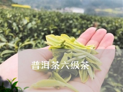 普洱茶六级茶/2023042754653