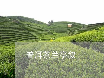 普洱茶兰亭叙/2023042673346