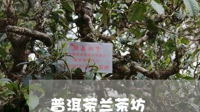 普洱茶兰茶坊/2023042751830