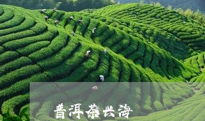 普洱茶兴海/2023090649462