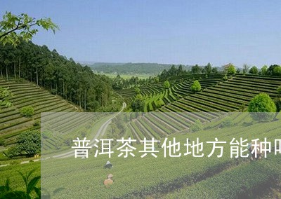 普洱茶其他地方能种吗视频/2023112498148