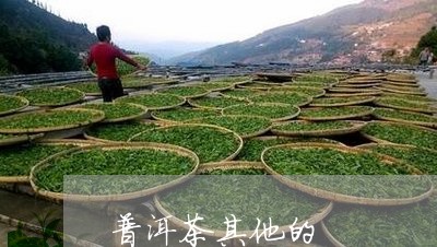 普洱茶其他的/2023042840180