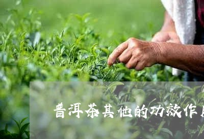 普洱茶其他的功效作用与禁忌/2023082814827